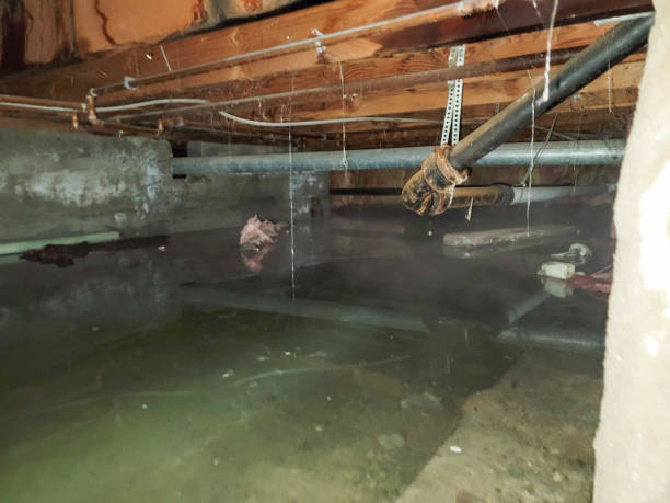 Best Water damage contractors near me  in Waynesburg, OH